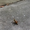 Eastern Lubber Grasshopper I 7-25-23