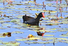 Common Gallinule I 2-4-25
