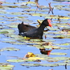 Common Gallinule I 2-4-25
