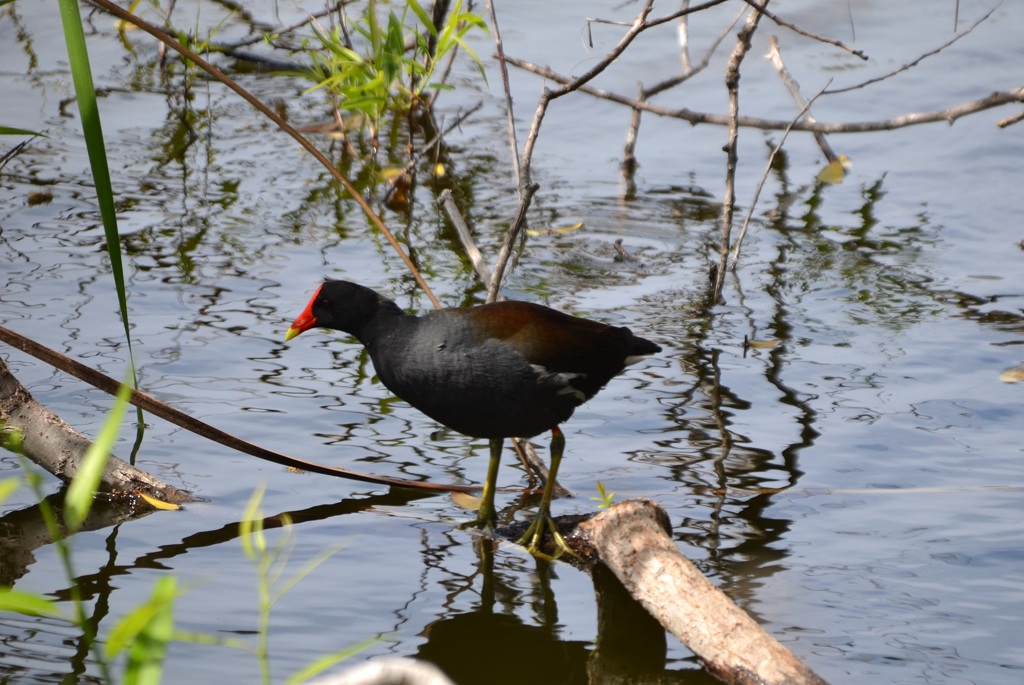 Common Gallinule II 3-5-24