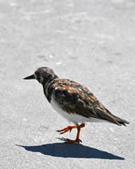 Ruddy Turnstone No1 3-26-25