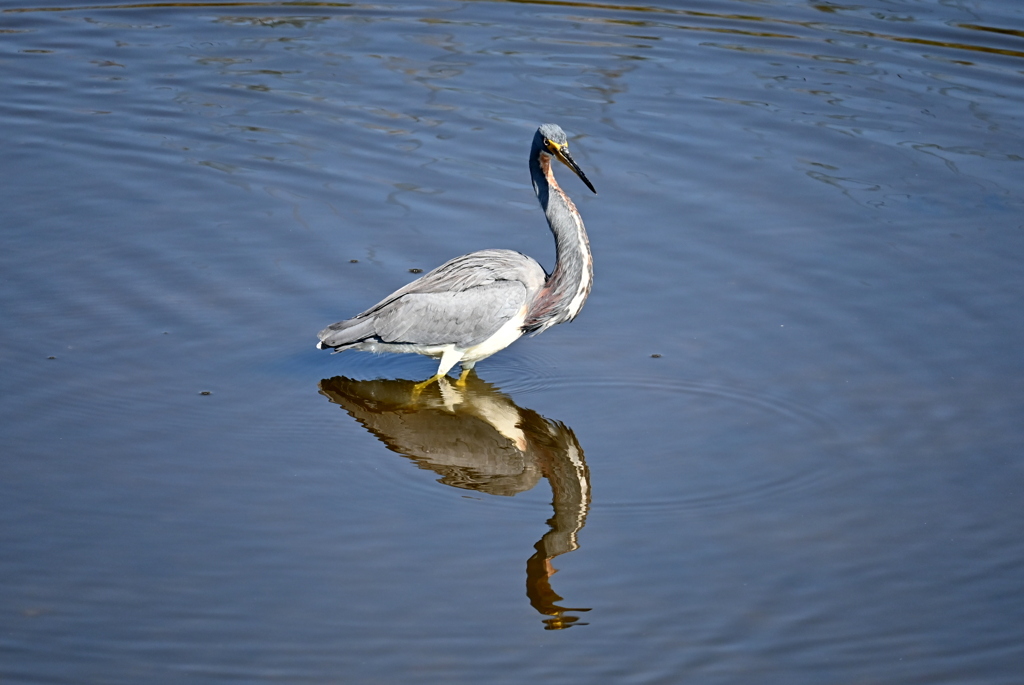 ああおいしかった　11-18-25