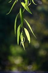 Willow 7-9-25