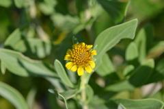 Bushy Seaside Tansy I 5-10-23