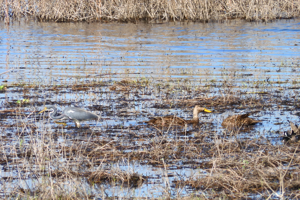 Tricolor Heron and Mottled Duck 1-2-23