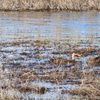 Tricolor Heron and Mottled Duck 1-2-23
