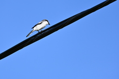 Loggerhead Shrike II 10-23-24