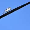 Loggerhead Shrike II 10-23-24