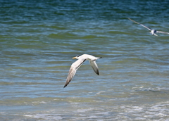 Fly Royal Tern 11-26-24