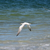 Fly Royal Tern 11-26-24