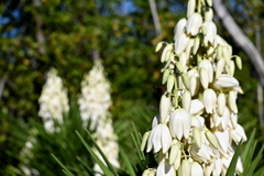 Aloe Yucca  6-26-25