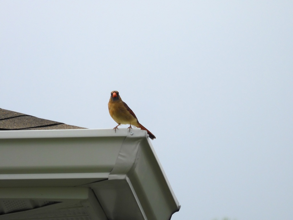 Female Northern Cardinal I 9-30-23