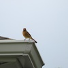 Female Northern Cardinal I 9-30-23