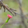 Florida Tasselflower 2-4-24