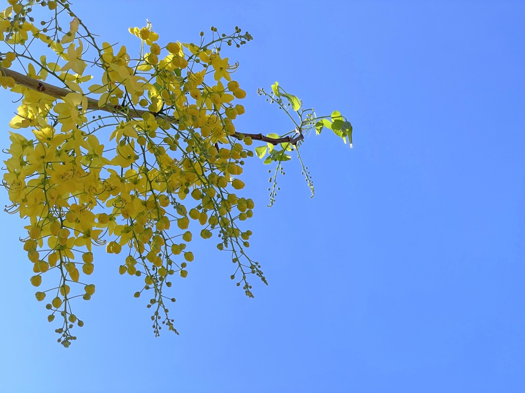 Golden Shower Tree II 6-13-23