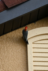 Male Red-Bellied Woodpecker 11-6-24
