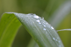 Rained Last Night  8-20-25