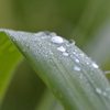 Rained Last Night  8-20-25