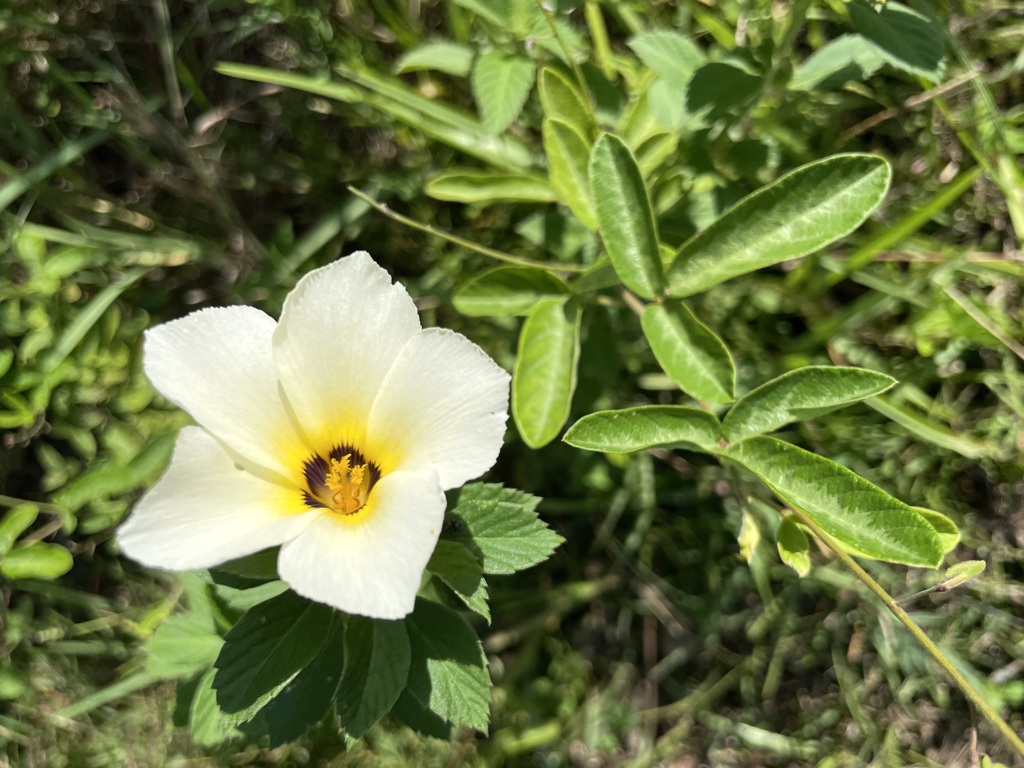 White Alder II 9-2-23
