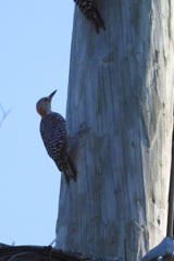 2 Red-bellied Woodpeckers 8-6-23