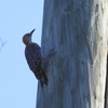 2 Red-bellied Woodpeckers 8-6-23