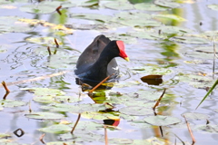 Common Gallinule V 2-4-25