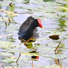 Common Gallinule V 2-4-25