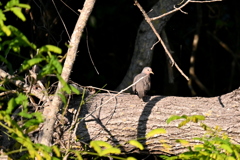 Common Ground Dove 1 and...  8-20-25