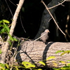 Common Ground Dove 1 and...  8-20-25