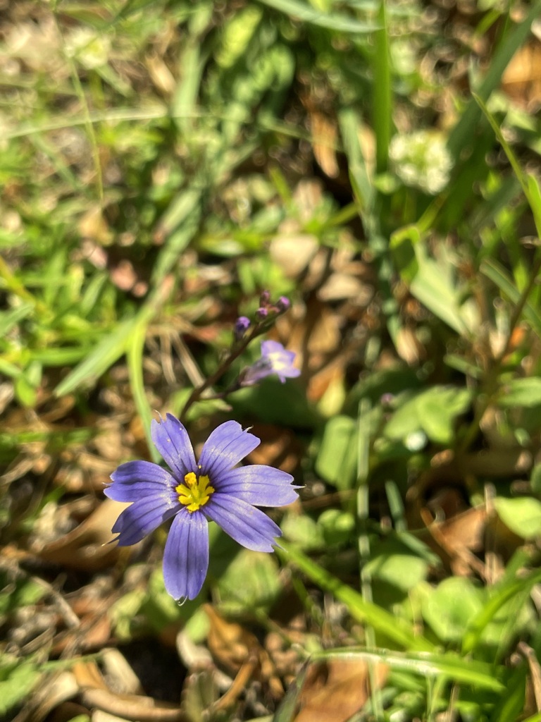 Narrowleaf Blue-Eyed Grass 2-8-23