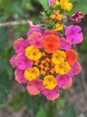 Lantana  III 11-23-22