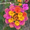 Lantana  III 11-23-22