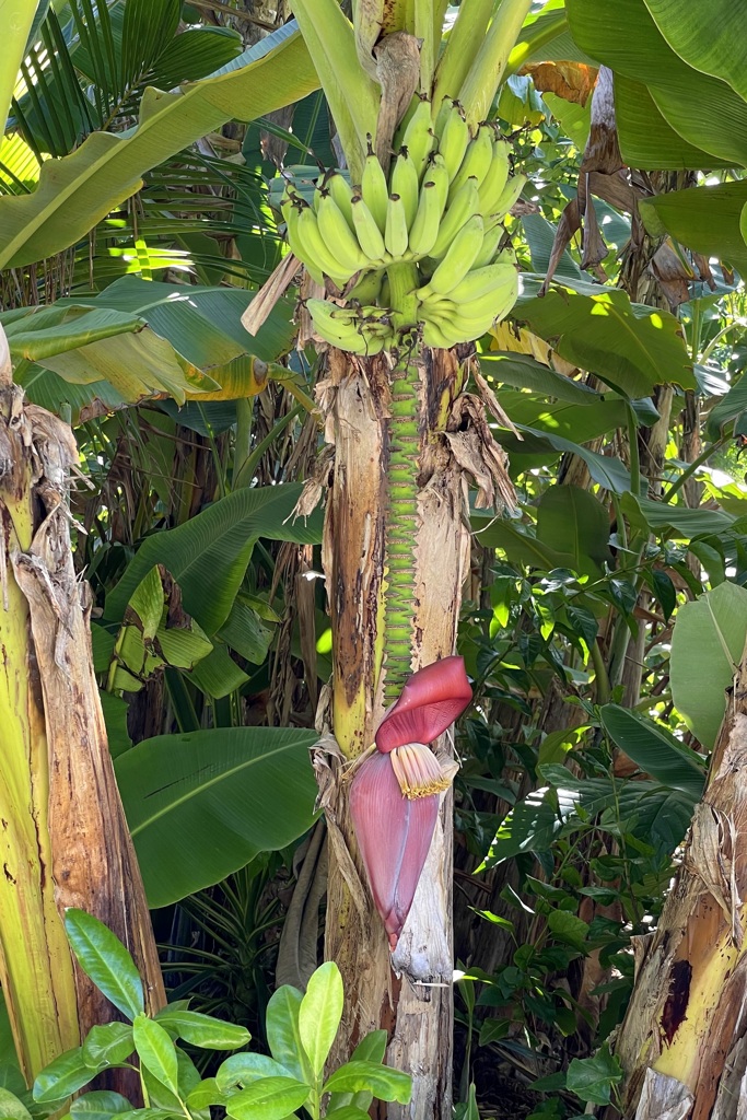 Banana III 7-17-25