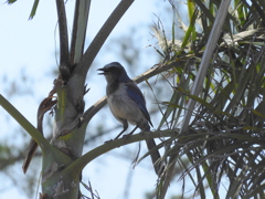 Florida Scrub Jay No2-I 5-11-23