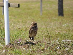 ちっちゃい四角いのからもにゅーっとのびてるな 4-10-25