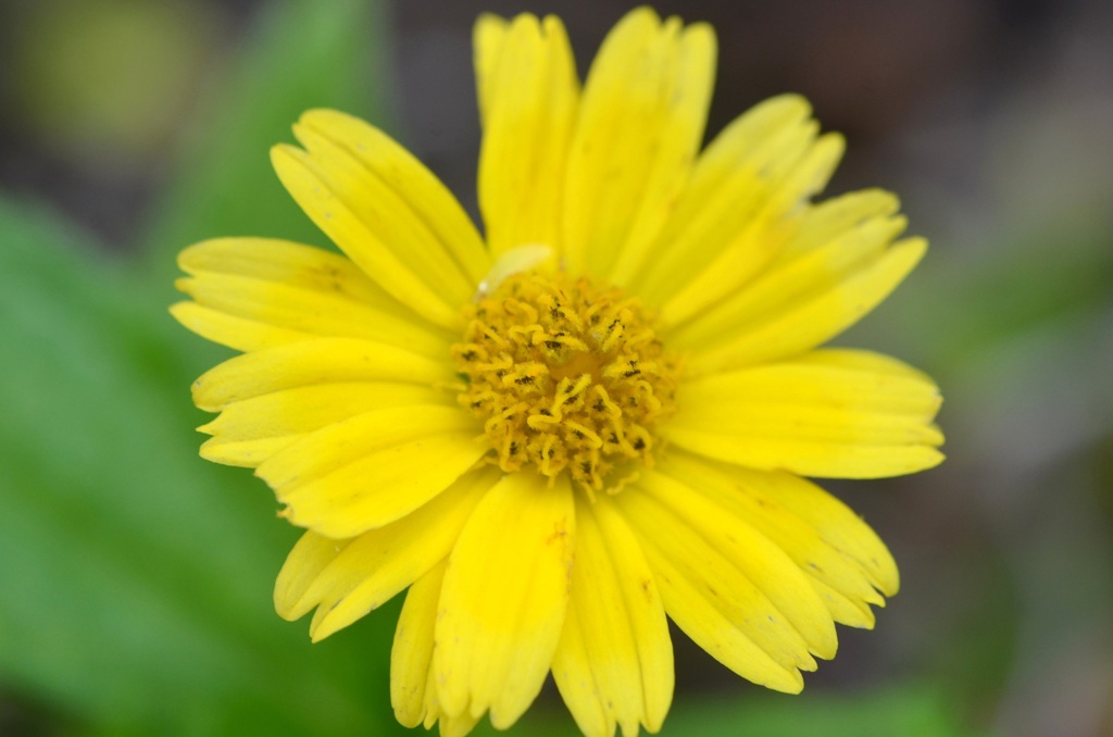 Creeping Oxeye 6-5-25