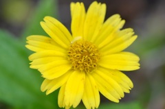 Creeping Oxeye 6-5-25
