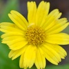 Creeping Oxeye 6-5-25