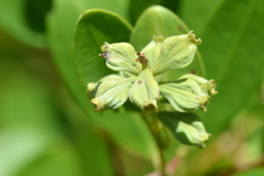 White Mangrove Seeds 7-17-25
