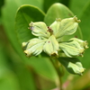 White Mangrove Seeds 7-17-25