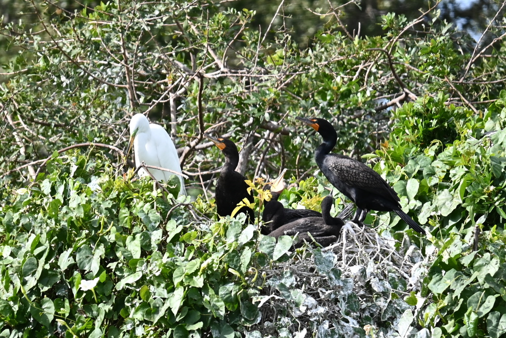 Florida Cormorant Family 1-30-26
