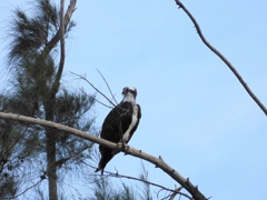 Female Osprey V 9-24-23