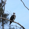 Female Osprey V 9-24-23