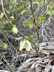 Netted Pawpaw VI 3-8-24