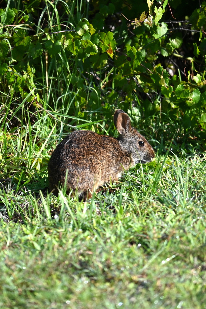 Marsh Rabbit IV 8-20-25