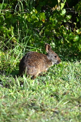 Marsh Rabbit IV 8-20-25