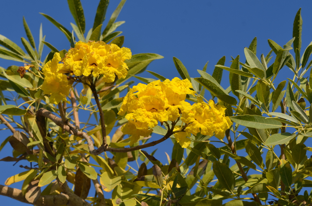 Tabebuia aurea III 4-4-23