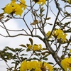 Golden Trumpet Tree No2-I 3-16-24