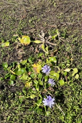 Pontederia crassipes  10-15-25