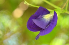 Butterfly Pea II 7-17-25